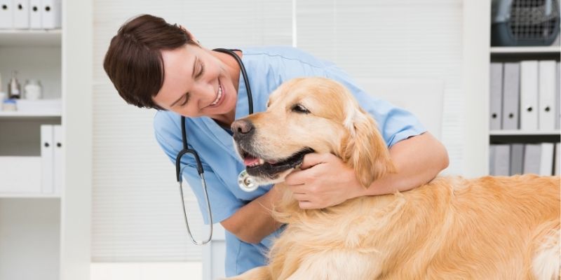 veterinary-practice-funding-essential-veterinary-practice-loan-guide veterinarian taking care of golden retriever dog in veterinary clinic